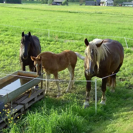 Millonigg * Vorderberg