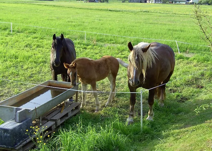 Millonigg * Vorderberg